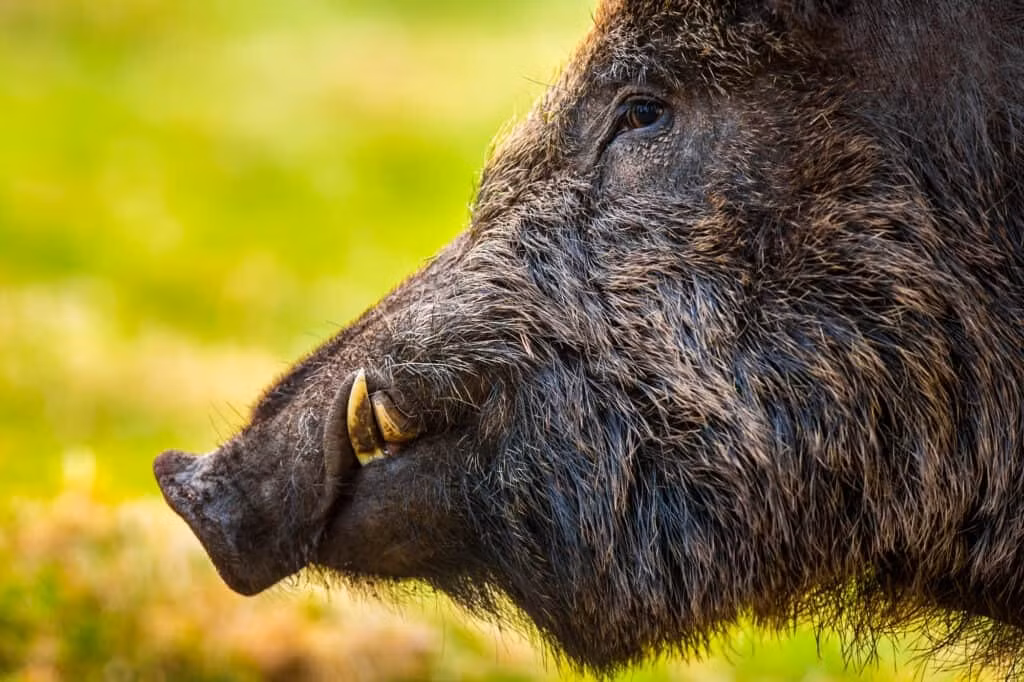  2. Sở hữu cặp nanh cong để kiếm ăn và tự vệ. Nanh lợn đực mọc dài và cong lên trên, thường được dùng để đào bới và chiến đấu với các đối thủ trong mùa giao phối. Ảnh: /a-z-animals.com.