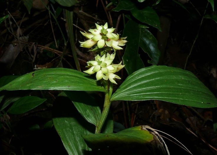  Có tuổi thọ cao đáng kinh ngạc. Nhiều loài lan trong tự nhiên và nuôi trồng có thể sống hàng chục năm nếu điều kiện phù hợp. Một số cây lan được ghi nhận vẫn ra hoa đều đặn sau hơn nửa thế kỷ sinh trưởng. Ảnh: Pinterest.