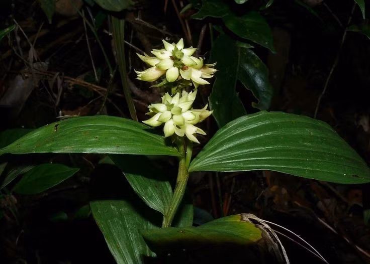  Có tuổi thọ cao đáng kinh ngạc. Nhiều loài lan trong tự nhiên và nuôi trồng có thể sống hàng chục năm nếu điều kiện phù hợp. Một số cây lan được ghi nhận vẫn ra hoa đều đặn sau hơn nửa thế kỷ sinh trưởng. Ảnh: Pinterest.