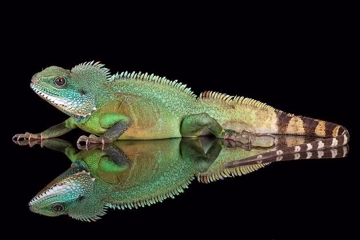  Khả năng bơi lội và lặn giỏi. Khi bị đe dọa, rồng đất thường lao xuống nước và có thể lặn trong nhiều phút để tránh kẻ săn mồi. Đuôi dài, dẹt bên giúp chúng bơi khỏe, khiến chúng còn được gọi là “thằn lằn nước châu Á”. Ảnh: Pinterest.