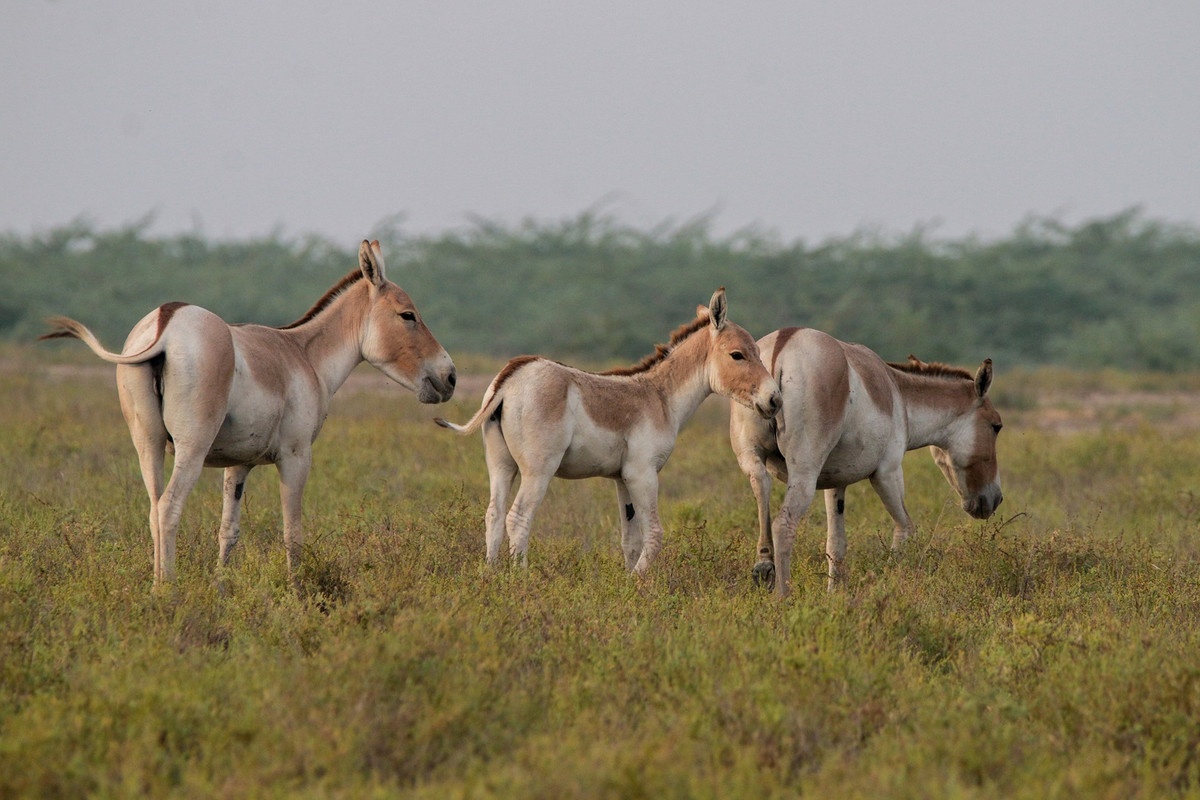  Nơi trú ngụ của nhiều loài động vật quý hiếm. Vườn quốc gia là môi trường sống của báo tuyết, lừa hoang châu Á, linh dương gazelle, dê rừng ibex và nhiều loài bò sát thích nghi với sa mạc. Ảnh: threecamellodge.com.
