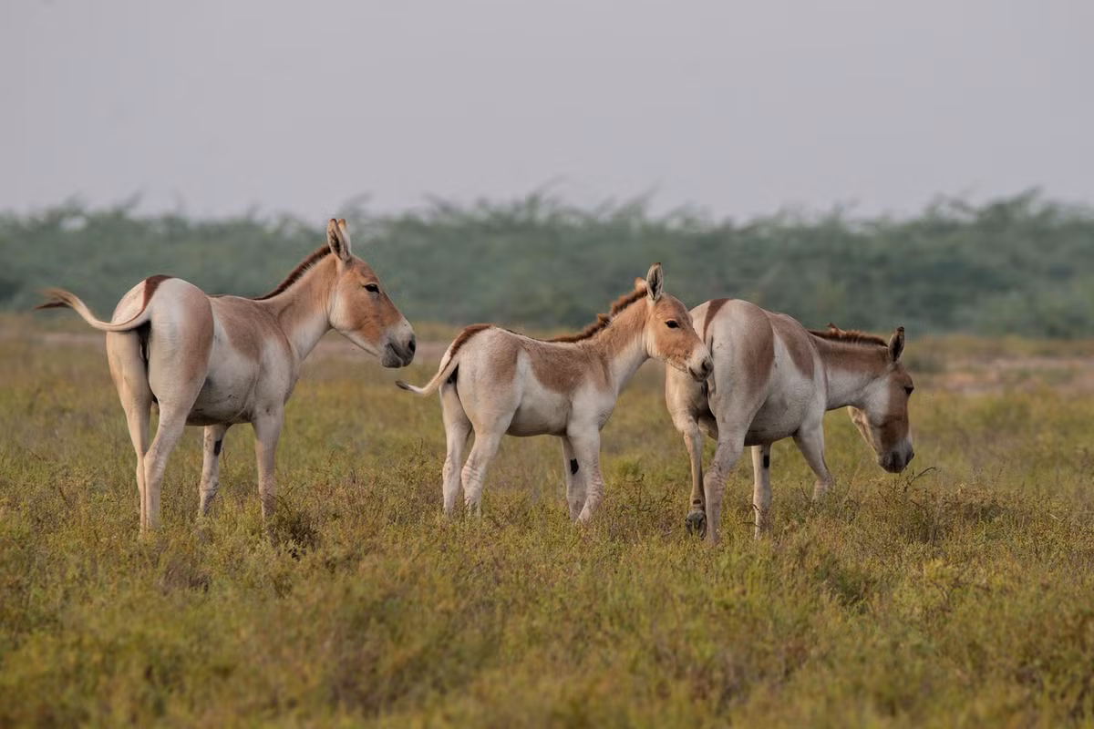  Nơi trú ngụ của nhiều loài động vật quý hiếm. Vườn quốc gia là môi trường sống của báo tuyết, lừa hoang châu Á, linh dương gazelle, dê rừng ibex và nhiều loài bò sát thích nghi với sa mạc. Ảnh: threecamellodge.com.