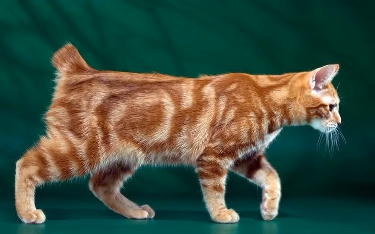  Khả năng săn mồi rất tốt. Nhờ chân sau khỏe và phản xạ nhanh, mèo Manx từng được nuôi phổ biến để bắt chuột trên tàu biển và trong kho lương thực. Ảnh: Pinterest.