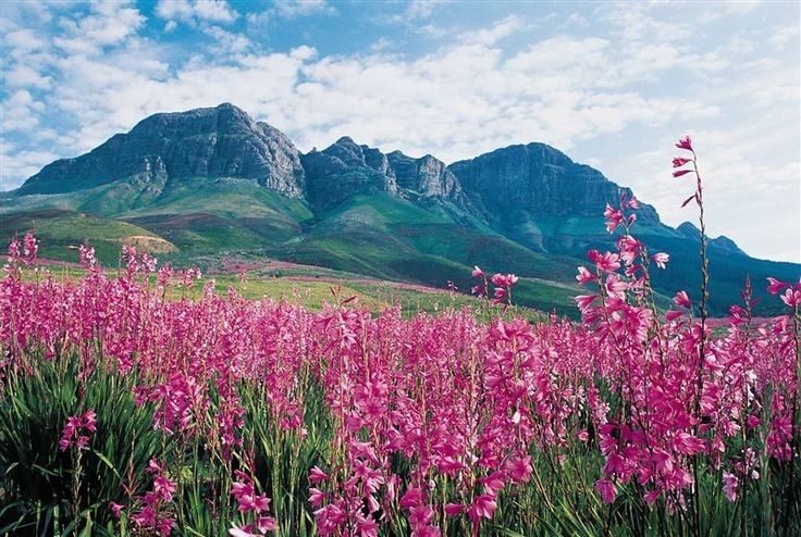  Một trong sáu vương quốc thực vật của thế giới. Vùng Thực vật Cape là vương quốc thực vật nhỏ nhất nhưng giàu loài nhất, với mật độ và mức độ đặc hữu vượt xa nhiều khu vực rộng lớn khác trên Trái Đất. Ảnh: Pinterest.