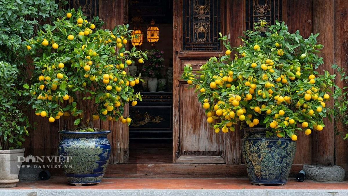  2. Cây quất - biểu tượng của sự giàu có dồi dào: Quất là cây cảnh được yêu thích trưng bày nhất vào dịp tết Nguyên đán. Cây cảnh có quả mọng, màu vàng óng, tượng trưng cho sự giàu có và thịnh vượng.