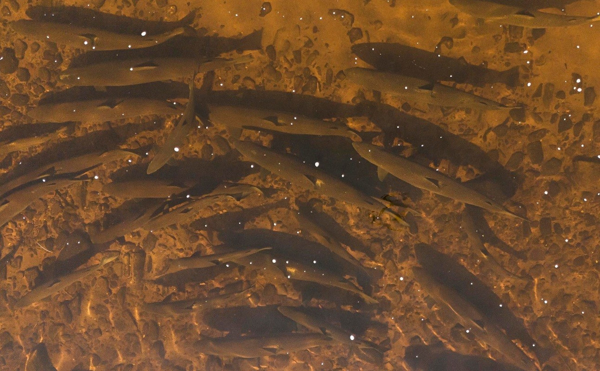 Cá hồi Đại Tây Dương tại sông Miramichi, Canada, đang suy giảm mạnh. Ảnh: The Guardian