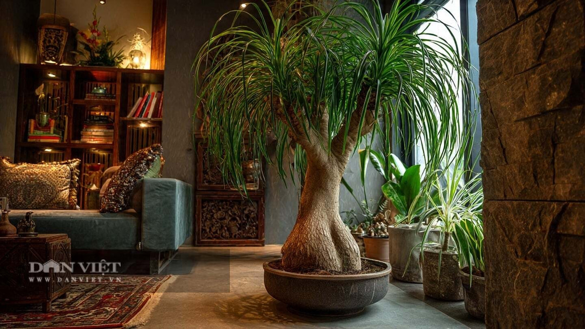 Đồng thời cây cảnh này cũng giúp bạn làm việc hiệu quả hơn, quyết đoán và mạnh mẽ hơn, nắm bắt được nhiều cơ hội tốt để kiếm tiền và thăng tiến. Nó còn là biểu tượng của sự tự do.