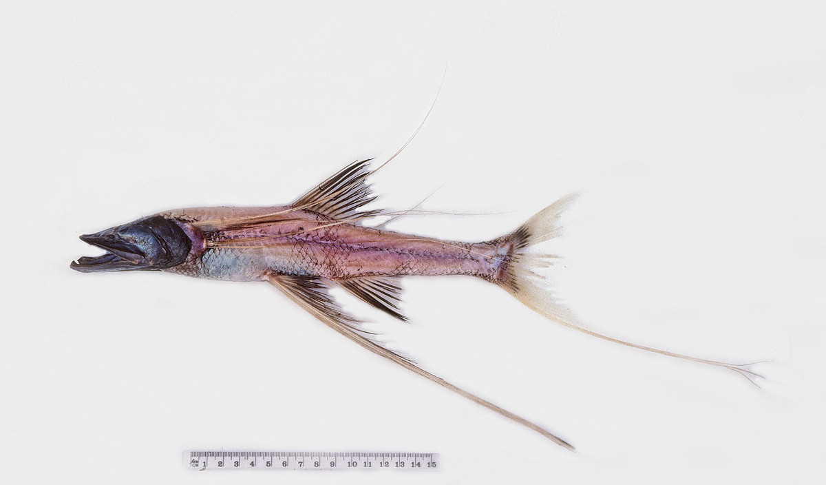  Sinh vật của vùng biển sâu thẳm. Cá ba chân là một loài cá sống ở độ sâu hàng nghìn mét dưới mặt nước, nơi ánh sáng Mặt Trời hầu như không thể chạm tới. Môi trường này có áp suất cực lớn, nhiệt độ thấp và nguồn thức ăn khan hiếm, đòi hỏi cơ thể chúng phải thích nghi đặc biệt để tồn tại. Ảnh: inaturalist.