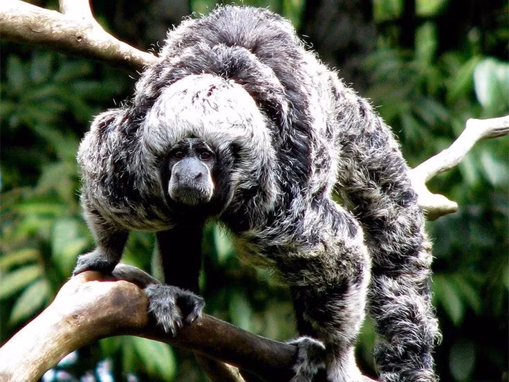  Phân bố chủ yếu ở lưu vực sông Amazon. Khỉ thầy tu sinh sống tại các khu rừng mưa nhiệt đới của Brazil, Peru, Colombia và một phần Venezuela. Chúng thường sống ở tầng tán rừng cao, ít khi xuống mặt đất, nên rất khó quan sát trong tự nhiên. Ảnh: Pinterest.