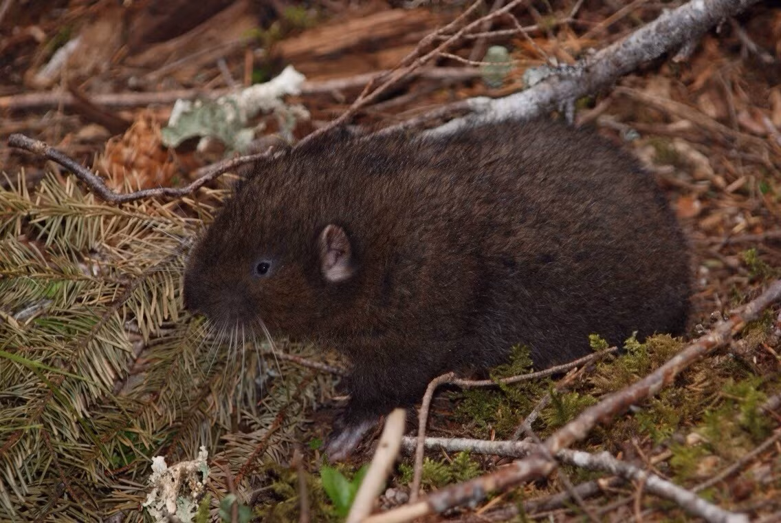  Sống trong hang dưới đất. Loài này đào hang sâu và phức tạp, thường có nhiều ngóc ngách để trú ẩn và dự trữ thức ăn. Ảnh: amazonaws.com.