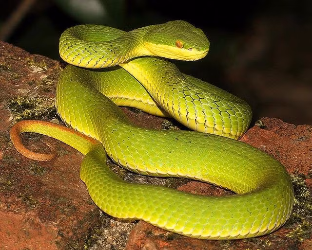  7. Một trong những loài rắn độc cắn con người nhiều nhất. Có rất nhiều vụ rắn lục đuôi đỏ cắn người được ghi nhận mỗi năm trong khu vực phân bố của loài rắn này. Ảnh: Pinterest.