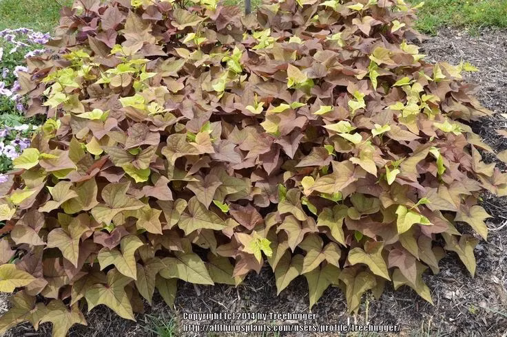 Là một trong những cây trồng cổ xưa nhất châu Mỹ. Các bằng chứng khảo cổ cho thấy khoai lang đã được con người thuần hóa ở Trung và Nam Mỹ cách đây ít nhất 5.000 năm, trước cả ngô ở một số khu vực. Ảnh: Pinterest.