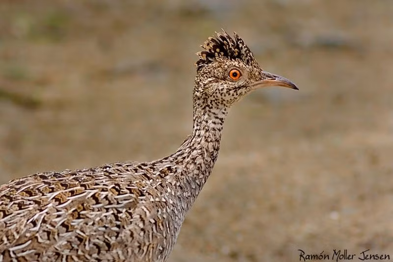  Sống chủ yếu trong rừng Nam Mỹ. Chúng phân bố ở Mexico, Trung Mỹ và gần như toàn bộ các vùng rừng của Nam Mỹ. Ảnh: Pinterest.