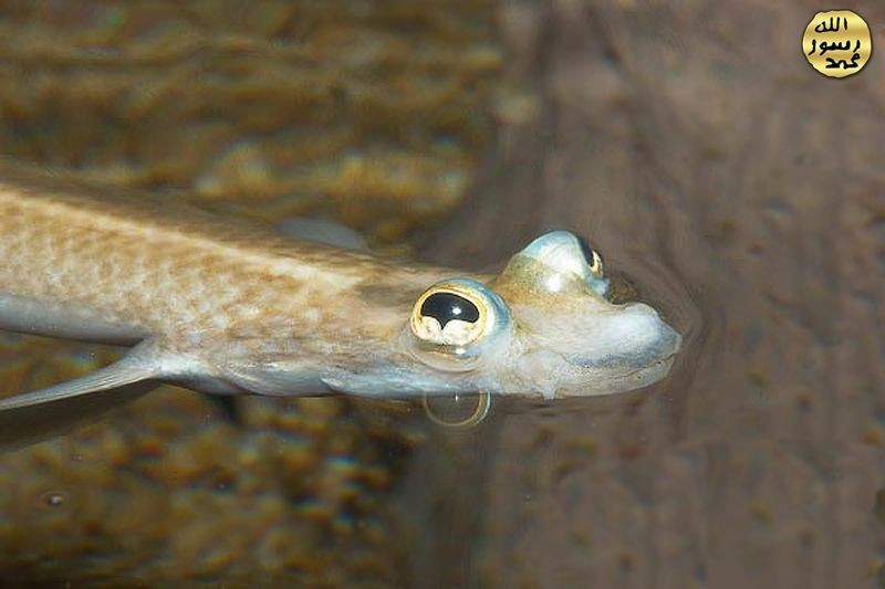  Có khả năng chịu đựng môi trường khắc nghiệt. Cá bốn mắt thích nghi tốt với sự thay đổi độ mặn và mực nước, đặc biệt ở vùng thủy triều lên xuống mạnh. Khả năng này giúp chúng tồn tại ở những khu vực mà nhiều loài cá khác khó sinh sống. Ảnh: Pinterest.