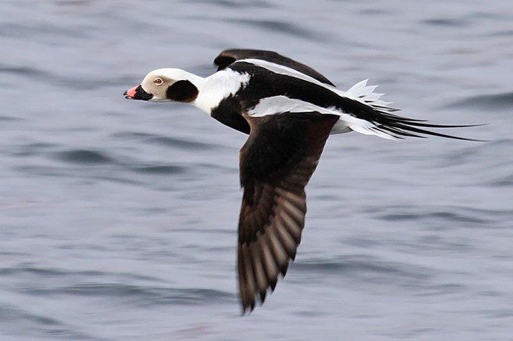  Quần thể đang suy giảm ở nhiều nơi. Trong vài thập kỷ gần đây, số lượng vịt lặn đuôi dài đã giảm ở một số khu vực do ô nhiễm biển, đánh bắt thủy sản, biến đổi khí hậu và mất môi trường sống. Vì vậy, loài này hiện được nhiều tổ chức bảo tồn theo dõi để đảm bảo quần thể của chúng không tiếp tục suy giảm. Ảnh: Pinterest.