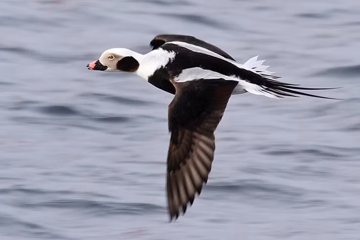  Quần thể đang suy giảm ở nhiều nơi. Trong vài thập kỷ gần đây, số lượng vịt lặn đuôi dài đã giảm ở một số khu vực do ô nhiễm biển, đánh bắt thủy sản, biến đổi khí hậu và mất môi trường sống. Vì vậy, loài này hiện được nhiều tổ chức bảo tồn theo dõi để đảm bảo quần thể của chúng không tiếp tục suy giảm. Ảnh: Pinterest.