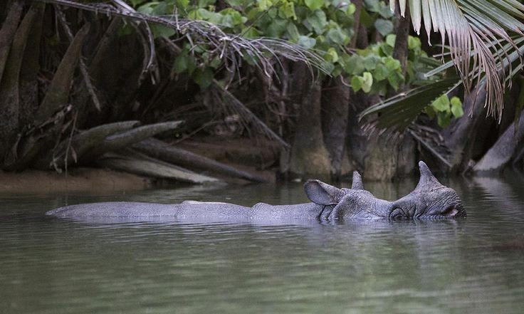  Là nơi sinh tồn cuối cùng của tê giác Java. Ujung Kulon là môi trường sống tự nhiên duy nhất còn lại của tê giác Java cực kỳ nguy cấp, với số lượng chỉ vài chục cá thể. Loài vật này đã tuyệt chủng ở Việt Nam từ năm 2010. Ảnh: Pinterest.