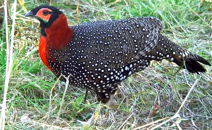  Thiên đường của các loài chim vùng núi. Hơn 300 loài chim đã được ghi nhận, trong đó có gà lôi Himalaya, đại bàng núi và nhiều loài chim di cư quý hiếm. Ảnh: Pinterest.