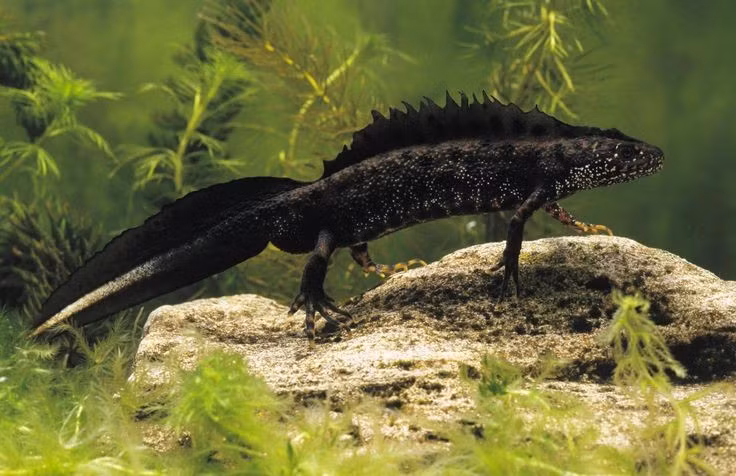  Chúng có thể thở bằng cả phổi và da. Nhờ làn da ẩm, chúng hấp thụ oxy trực tiếp từ nước, giúp sinh tồn cả khi lặn lâu. Ảnh: Pinterest.