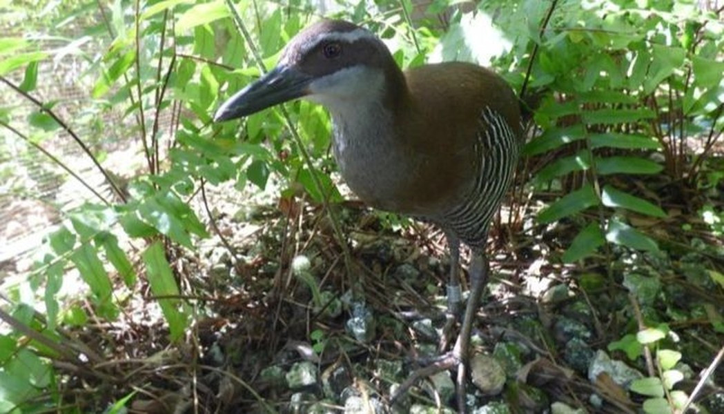 Gà nước Guam gần như tuyệt chủng năm 1970 khi bị ăn thịt bởi một loài rắn xâm lấn. Năm 1981, 21 cá thể gà nước được đem về nuôi nhốt, nhân giống trở lại. Nỗ lực đó đã được đền đáp khi giờ đây khoảng 200 cá thể ở đảo Rota (Mỹ), khoảng 60 - 80 con đang sống tại Cocos (quần đảo ở gần Guam). Các nhà bảo tồn hy vọng họ có thể đưa loài này trở lại Guam trong vài năm tới.