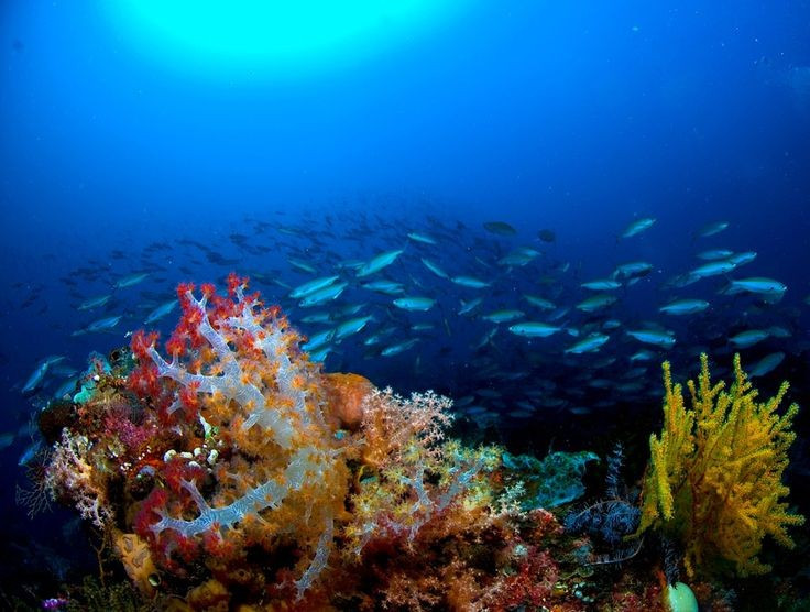  Chỉ mở cửa theo mùa với quy định bảo vệ nghiêm ngặt. Du khách chỉ được phép đến Tubbataha trong vài tháng nhất định mỗi năm bằng tàu chuyên dụng, giúp hạn chế tác động du lịch và bảo vệ hệ sinh thái mong manh nơi đây. Ảnh: Pinterest.