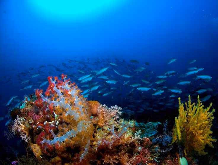  Chỉ mở cửa theo mùa với quy định bảo vệ nghiêm ngặt. Du khách chỉ được phép đến Tubbataha trong vài tháng nhất định mỗi năm bằng tàu chuyên dụng, giúp hạn chế tác động du lịch và bảo vệ hệ sinh thái mong manh nơi đây. Ảnh: Pinterest.