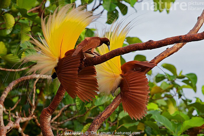  Nghi thức tán tỉnh thuộc hàng phức tạp nhất thế giới chim. Chim trống treo mình trên cành, xòe lông, lắc người và phát ra âm thanh đặc trưng để thu hút sự chú ý của chim mái. Ảnh: infradoxxs.com.