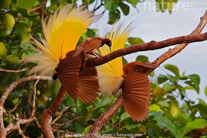  Nghi thức tán tỉnh thuộc hàng phức tạp nhất thế giới chim. Chim trống treo mình trên cành, xòe lông, lắc người và phát ra âm thanh đặc trưng để thu hút sự chú ý của chim mái. Ảnh: infradoxxs.com.
