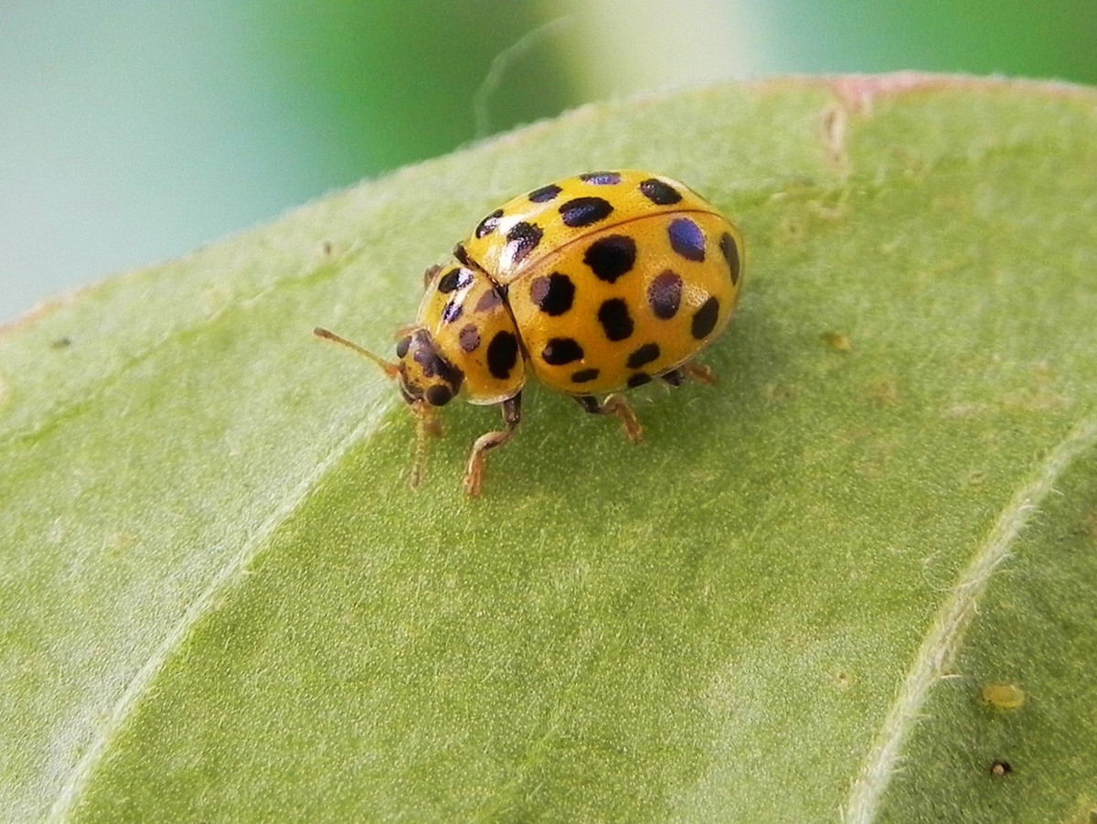  Ít được chú ý so với bọ rùa đỏ quen thuộc. Do màu sắc kém nổi bật và không gắn liền với hình ảnh “săn mồi”, bọ rùa 20 chấm ít xuất hiện trong văn hóa đại chúng. Tuy vậy, giới khoa học đánh giá cao giá trị sinh thái của chúng. Ảnh: coleoptera.org.uk.