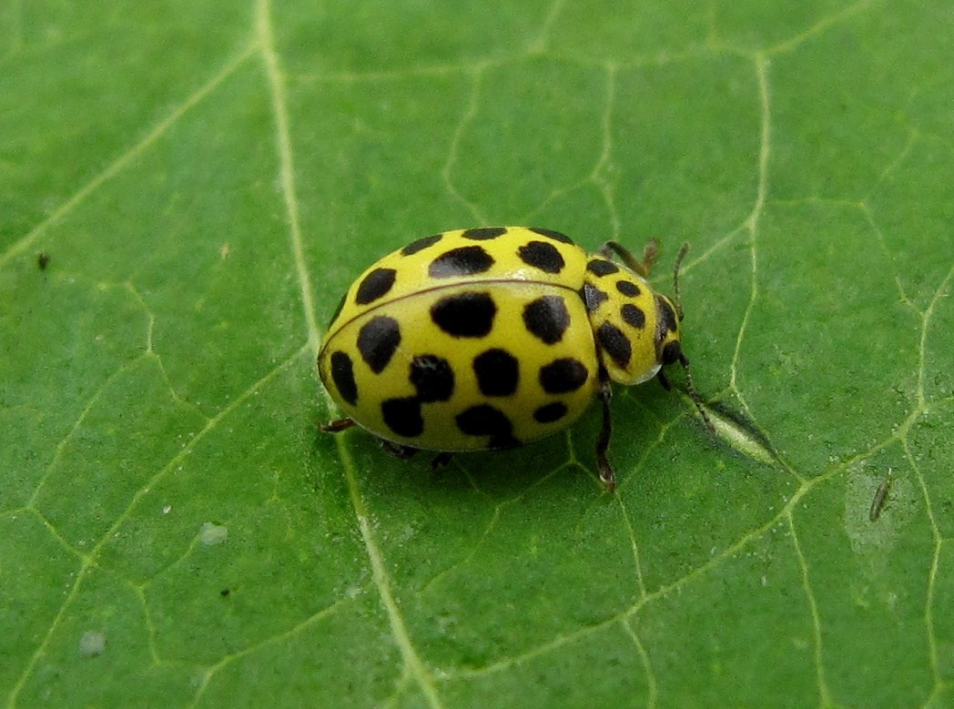  Là chỉ báo sinh học của môi trường. Sự hiện diện của Psyllobora vigintiduopunctata thường gắn với môi trường ít ô nhiễm và hệ sinh thái ổn định. Vì vậy, chúng đôi khi được dùng như chỉ báo sinh học trong nghiên cứu môi trường nông nghiệp. Ảnh: coleoptera.org.uk.