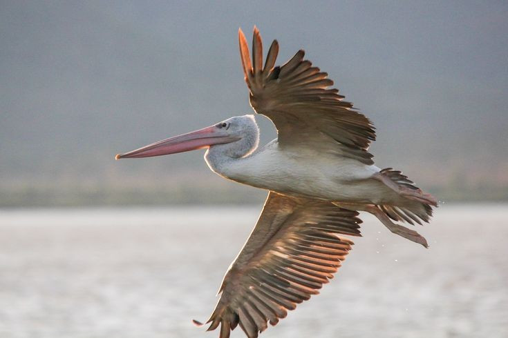  Khả năng bay đường dài đáng kinh ngạc. Bồ nông là loài di cư giỏi, có thể bay hàng trăm kilomet mỗi ngày khi di chuyển giữa các vùng sinh sản và trú đông. Chúng thường bay theo đội hình chữ V để giảm lực cản không khí và tiết kiệm năng lượng. Ảnh: Pinterest.