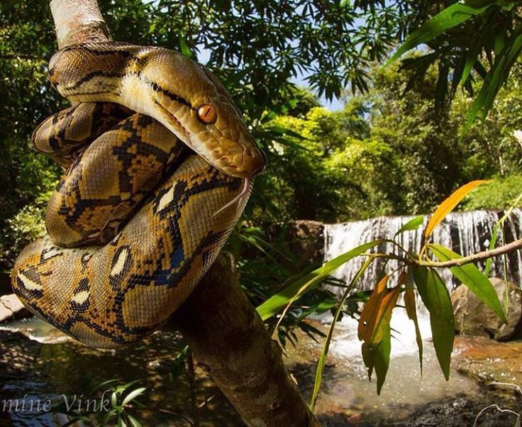  Chúng có hoa văn vảy phức tạp như lưới. Tên “reticulatus” trong tiếng Latinh nghĩa là “dạng lưới”, mô tả chính xác các hoa văn vàng đen đan xen tuyệt đẹp trên thân của trăn gấm. Ảnh: Pinterest.