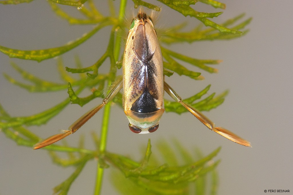  Vết đốt đau như ong. Dù nhỏ bé, bọ bơi ngửa có thể đốt người nếu bị bắt. Vết đốt của chúng được nhiều người mô tả là đau nhói, thậm chí tương tự như ong chích. Ảnh: inaturalist.org.