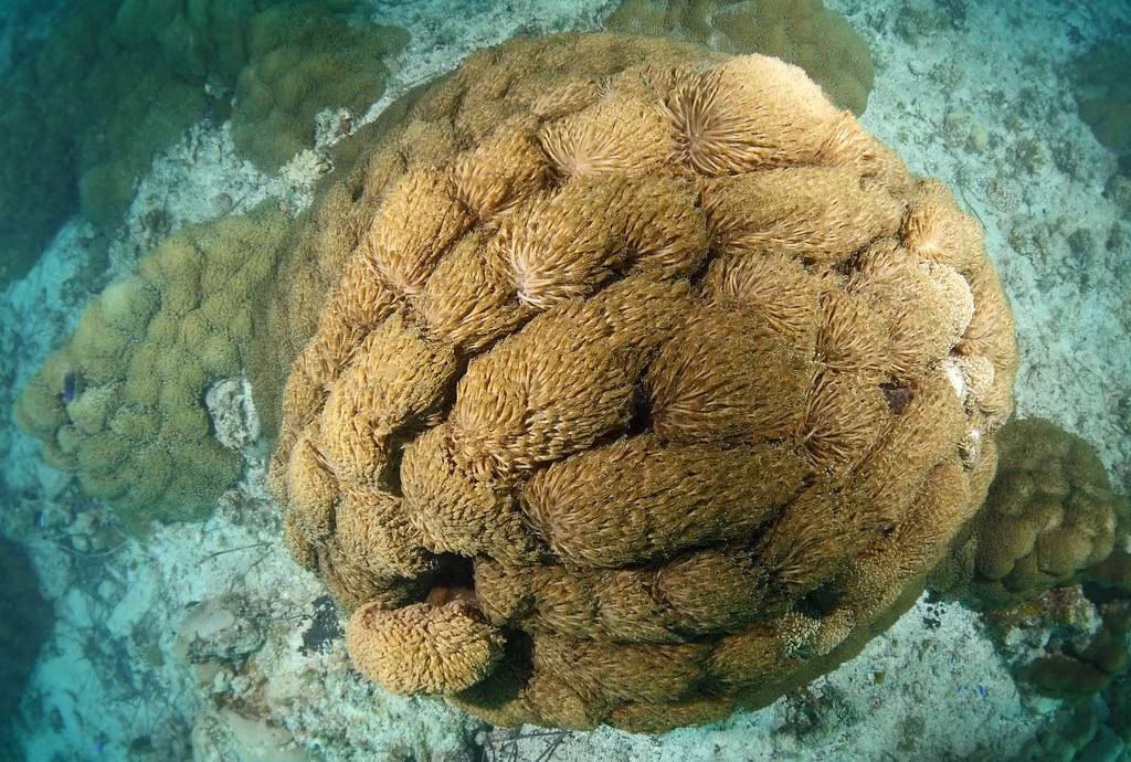  Không phải thực vật mà là động vật. Mặc dù có hình dạng giống cây hoặc hoa, san hô thực chất là động vật thuộc ngành Cnidaria, cùng nhóm với sứa và hải quỳ. Chúng có các xúc tu chứa tế bào gai dùng để bắt mồi và tự vệ, cho thấy bản chất săn mồi rõ rệt của mình. Ảnh: Flickr.