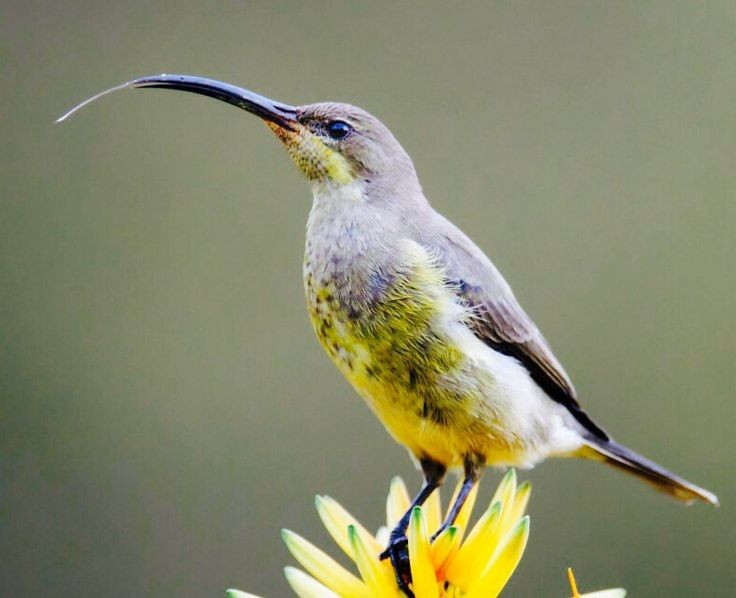  Lưỡi đặc biệt giúp hút mật hiệu quả. Bên trong chiếc mỏ mảnh là chiếc lưỡi dài có cấu trúc dạng ống hoặc chổi nhỏ, giúp chim hút mật thu thập mật hoa nhanh chóng và chính xác. Ảnh: Pinterest.