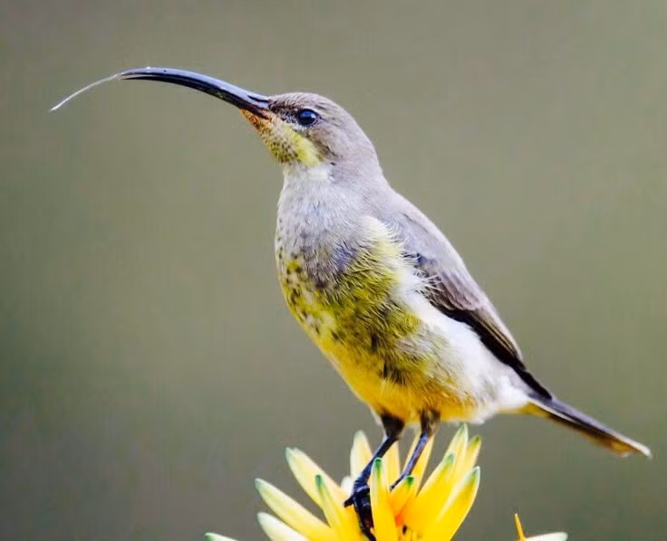  Lưỡi đặc biệt giúp hút mật hiệu quả. Bên trong chiếc mỏ mảnh là chiếc lưỡi dài có cấu trúc dạng ống hoặc chổi nhỏ, giúp chim hút mật thu thập mật hoa nhanh chóng và chính xác. Ảnh: Pinterest.