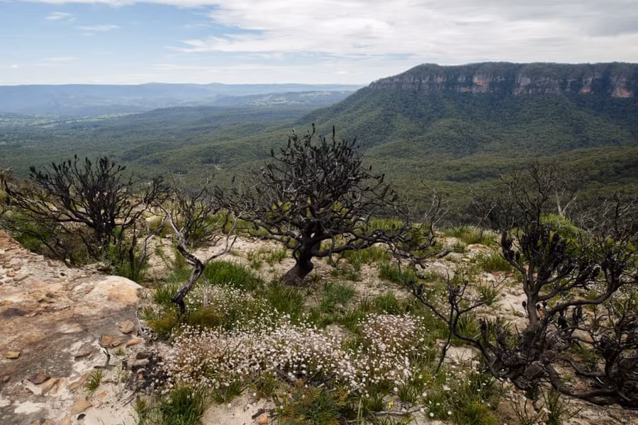 Những vụ cháy rừng xảy ra liên tiếp ở dãy núi Blue. Khoảng 80% khu vực được xếp hạng di sản thế giới này bị hủy hoại nặng nề. Đổi lại, trong đống hoang tàn của những đám cháy, màu hồng rực rỡ của hoa bích thảo lại trỗi dậy.
