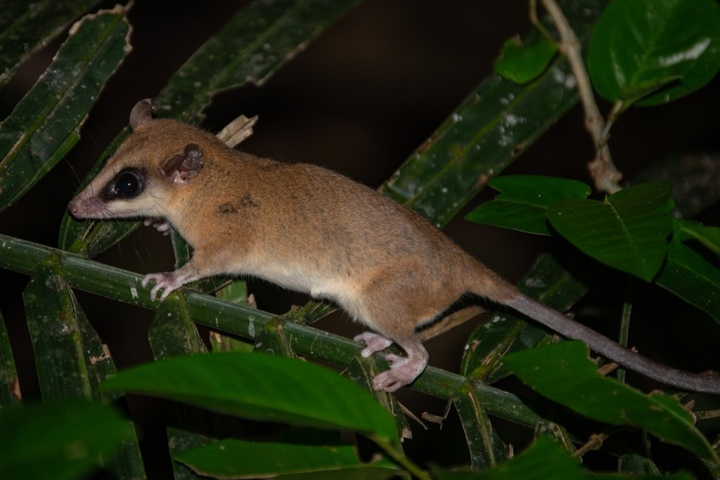  Sống chủ yếu trên cây. Đúng như tên gọi, loài thú này dành phần lớn cuộc sống trên các cành cây trong rừng. Chúng có đuôi dài linh hoạt giúp giữ thăng bằng và đôi khi có thể quấn quanh cành để hỗ trợ leo trèo, giúp chúng di chuyển nhanh nhẹn giữa các tán cây. Ảnh: inaturalist.org.
