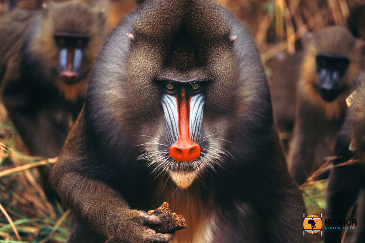  Sống theo đàn cực kỳ đông đúc. Khỉ mặt chó có thể tạo thành các bầy lên tới vài trăm cá thể trong rừng mưa Trung Phi, được xem là một trong những cộng đồng linh trưởng lớn nhất từng được ghi nhận. Ảnh: kanaga-at.com.