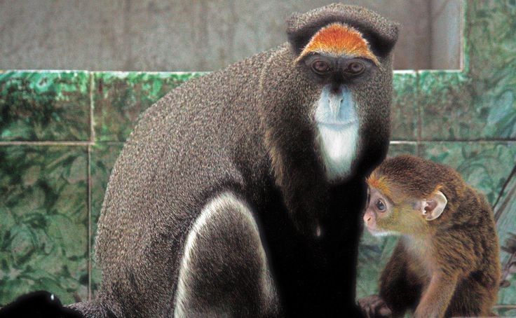  Cấu trúc xã hội đơn giản. Chúng thường sống theo nhóm nhỏ với một con đực trưởng thành và vài con cái cùng con non. Ảnh: Pinterest.