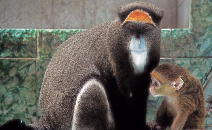  Cấu trúc xã hội đơn giản. Chúng thường sống theo nhóm nhỏ với một con đực trưởng thành và vài con cái cùng con non. Ảnh: Pinterest.