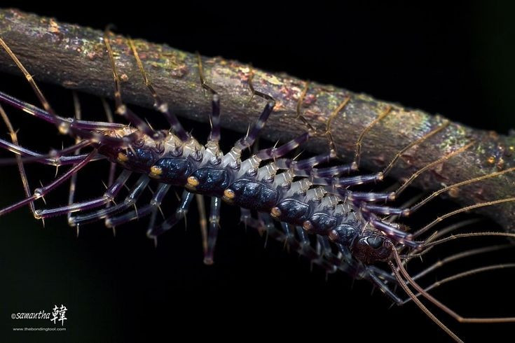  Loài rết này hoạt động chủ yếu về đêm. Scutigera coleoptrata ưa bóng tối và độ ẩm, ban ngày thường ẩn nấp trong khe tường, gầm nhà hoặc phòng tắm, ban đêm mới ra săn mồi. Ảnh: Pinterest.