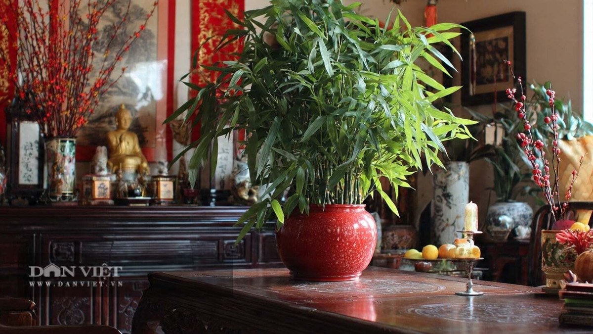 Cây cảnh phát tài phát lộc - tre may mắn (lucky bamboo) là một trong những loài hoa phổ biến nhất trong dịp Tết Nguyên Đán. Cây cảnh tượng trưng cho "sự thịnh vượng và tiến bộ không ngừng", biểu thị một năm giàu có và sự nghiệp thành công cho gia đình.