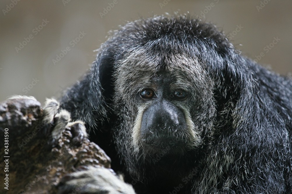  Hành vi sinh sản khá kín đáo. Khỉ thầy tu cái sinh một con sau thời gian mang thai khoảng năm đến sáu tháng. Con non bám chặt vào bụng mẹ trong những tháng đầu, được cả bố và mẹ bảo vệ. Ảnh: ftcdn.net/.