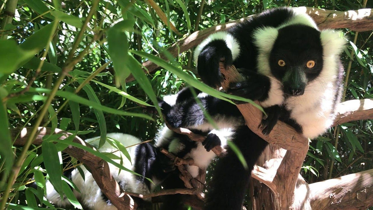  Đang đối mặt nguy cơ tuyệt chủng. Vượn cáo cổ khoang đen trắng hiện được xếp vào nhóm nguy cấp do mất môi trường sống và săn bắt trái phép tại Madagascar. Rừng mưa bị thu hẹp khiến quần thể của chúng suy giảm nhanh chóng, khiến việc bảo tồn loài vượn cáo đặc biệt này trở nên cấp thiết. Ảnh: Pinterest.