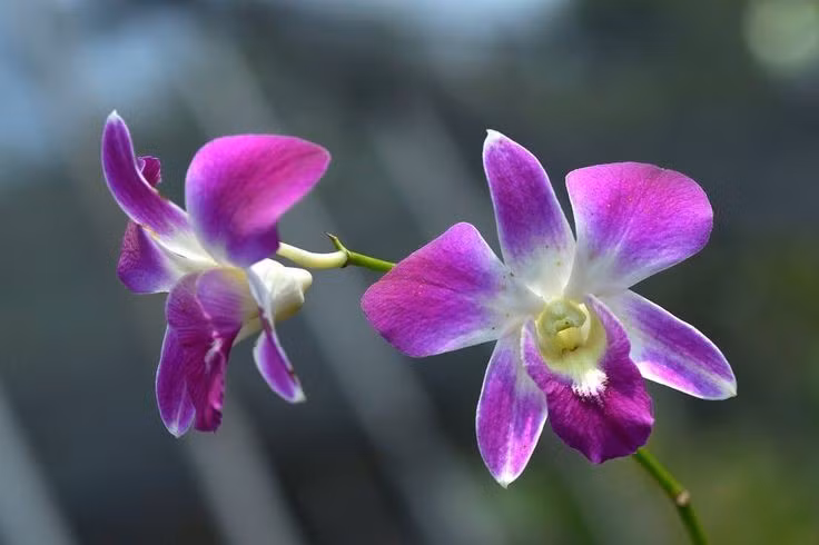  Thụ phấn nhờ những chiến lược tinh vi. Nhiều loài phong lan bắt chước hình dáng, mùi hương hoặc thậm chí cả pheromone của côn trùng cái để dụ côn trùng đực đến thụ phấn. Một số loài khác chỉ nở hoa trong thời gian rất ngắn, trùng khớp chính xác với vòng đời của loài thụ phấn. Ảnh: Pinterest.