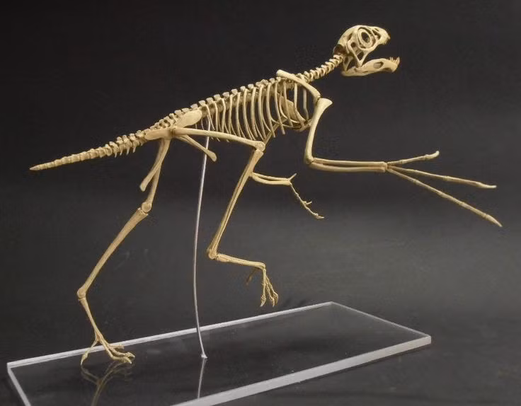  Không có khả năng bay. Cấu trúc xương cho thấy loài này chưa tiến hóa để bay như chim. Ảnh: Pinterest.