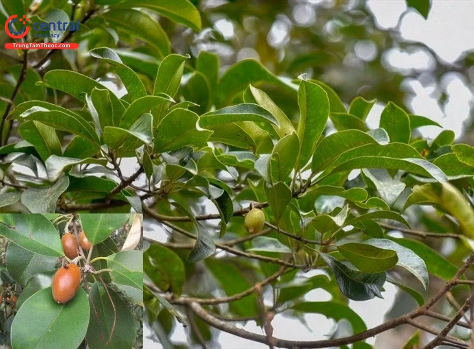  9. Sến mật (Madhuca pasquieri). Giá trị: Gỗ nặng, dùng làm cột nhà, tà vẹt, ván sàn. Tình trạng: Suy giảm do khai thác không kiểm soát. Ảnh: trungtamthuoc.com.