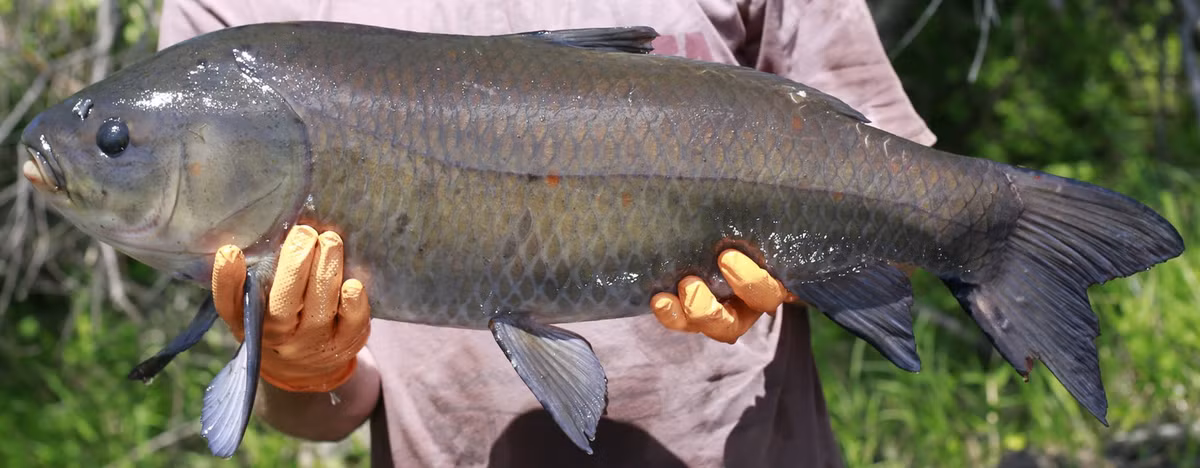 Điều đặc biệt là loài cá trâu này có khả năng sống khỏe mạnh vượt qua độ tuổi 80 và 90, với phản ứng tốt hơn trước áp lực và hệ miễn dịch hoạt động hiệu quả hơn so với những cá thể trẻ, trưởng nhóm nghiên cứu cho biết.