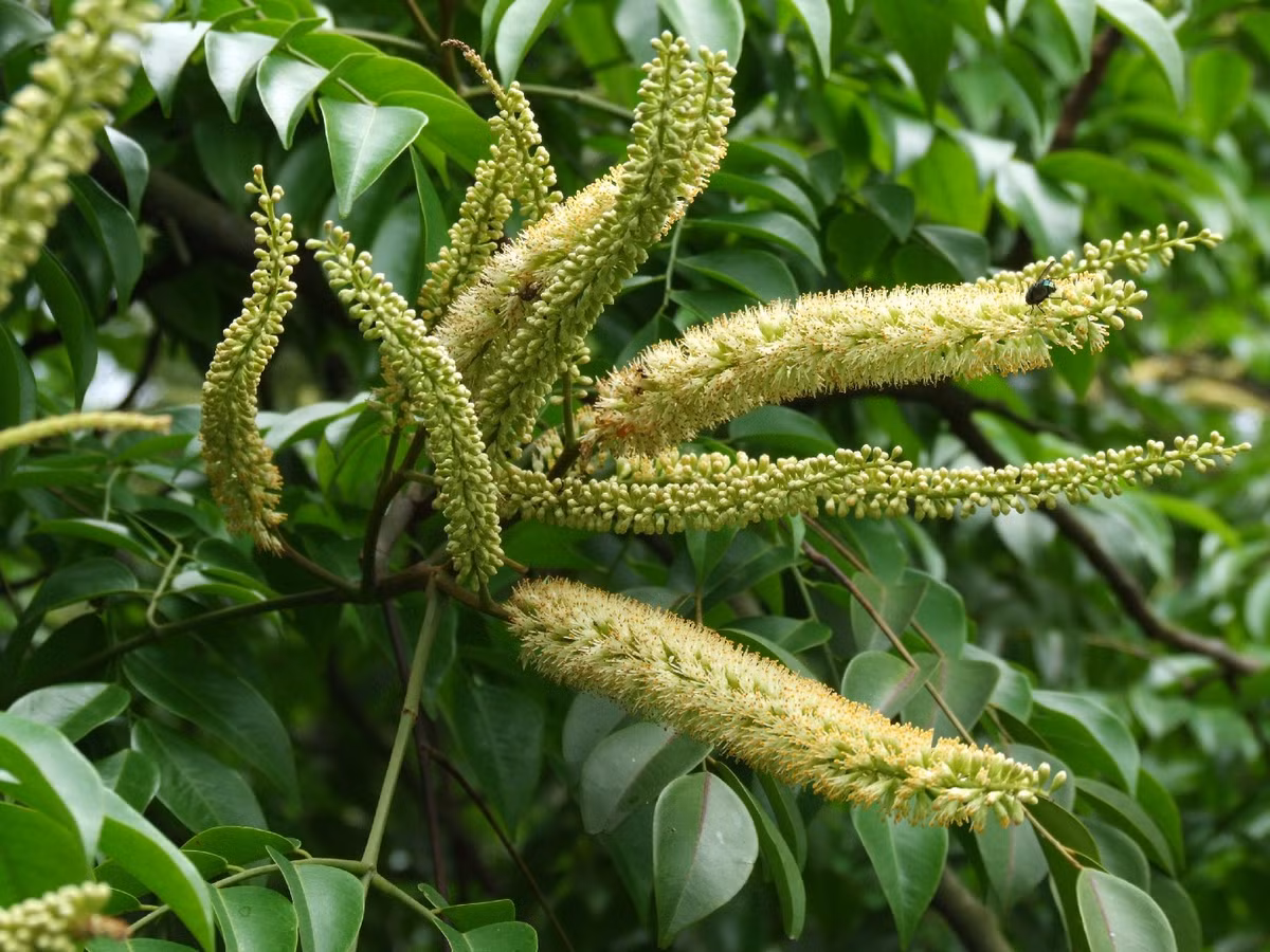  3. Lim xanh (Erythrophleum fordii). Giá trị: Gỗ rất cứng, bền, dùng trong kết cấu xây dựng truyền thống. Tình trạng: Nguy cấp, thuộc nhóm IA – nghiêm cấm khai thác. Ảnh: picturethisai.com.